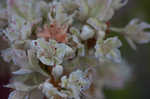 Dogtongue buckwheat